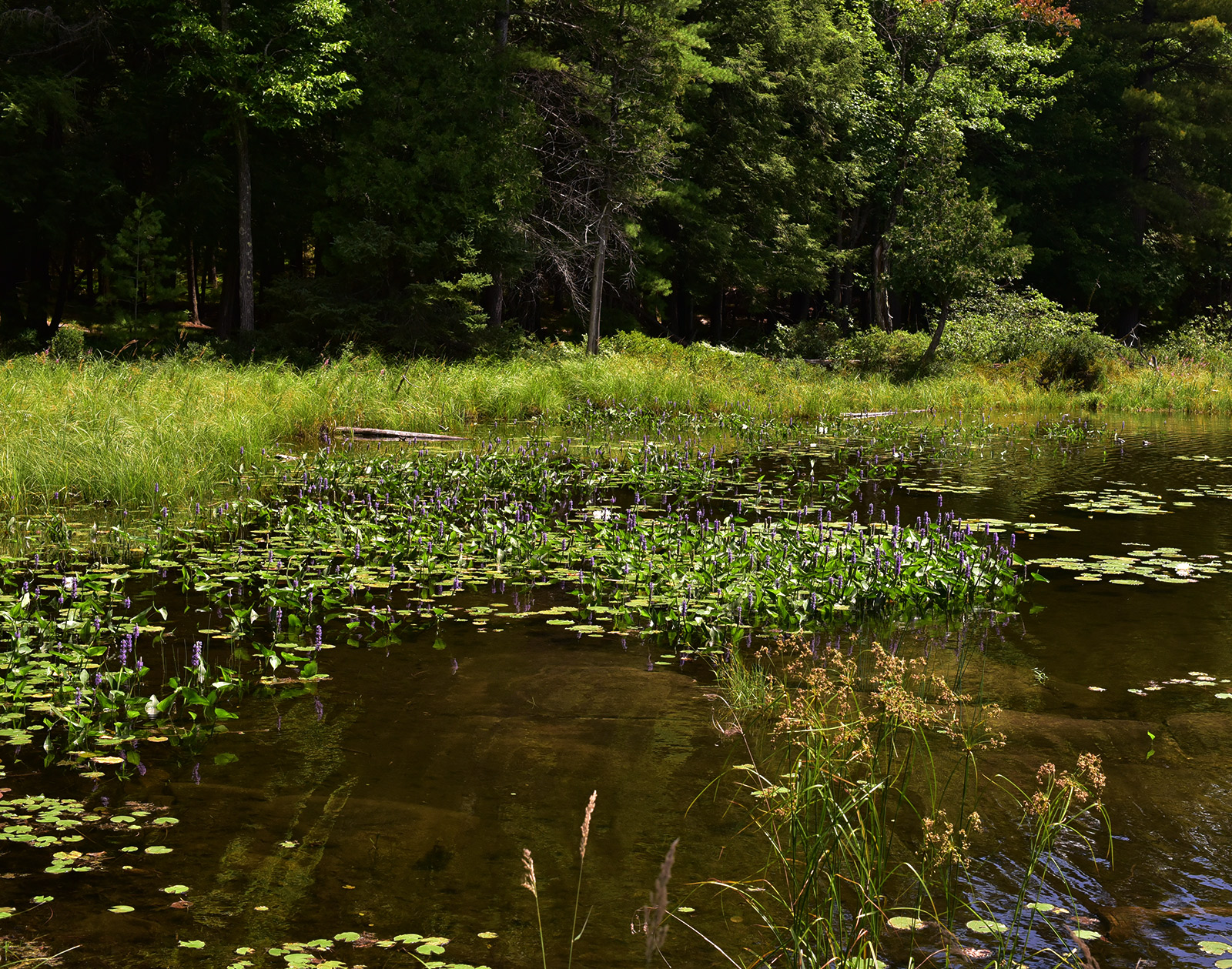 full screen background image